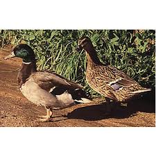 These elements are a brooding area, proper bedding, a heat source, the correct feed, and water. Hoover S Hatchery Mallard Ducks 10 Count Baby Ducklings At Tractor Supply Co