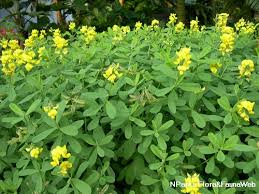 Image result for Crotalaria reptans