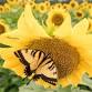 Wildlife and Nature Photography event image
