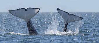 Image result for whale