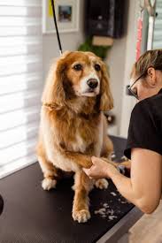 HOT ! La Posh Pets Ooh La La Dog Grooming Pet Spa Posh Pets Grooming Parlour Doggy Day Spa Dog Grooming In