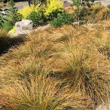 Image result for Carex