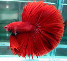 Betta otherwise known as the siamese fighting fish, are probably the easiest fish to take care of. Red Male Crowntail Betta Betta Fish Types Betta Fish Care Betta