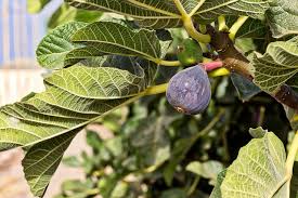 This french fig has purple skin and a red inside. Growing Fig Trees In Hot Dry Climates Garden Of Luma