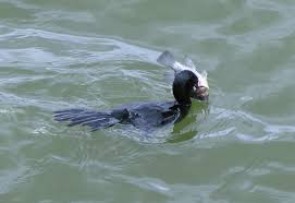 ನಮ್ಮredfm mysuru 93.5 ruclip channel ಇಂದೆ subscribe ಮಾಡಿ. Indian Cormorant 4 Neeru Kaage Indian Cormorant Bird Est Flickr