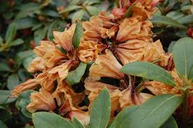 What S Wrong With My Rhododendron