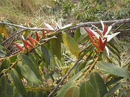Image result for Xylopia acutiflora