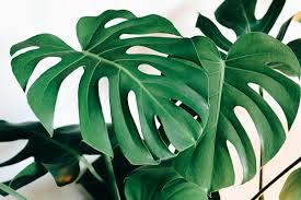 Image result for Monstera