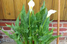 Bereits im mittelalter wurde die calla genutzt, um seiner herzdame eine aufwartung zu machen und ihr zu imponieren. Calla Zantedeschia Zimmercalla Pflanzen Und Pflege Anleitung