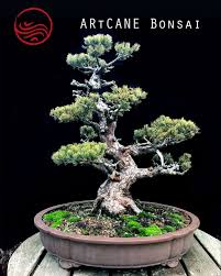 Alibaba.com offers 41,319 bonsai products. Bonsai Pinus Pentaphylla Taille 100 Cm