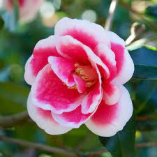 Southern Living Plant Collection 2 Gal Christmas Carol Camellia Shrub With Red And White Autumn Blooms 77112 The Home Depot Southern Living Plants Southern Living Plant Collection Plant Collection