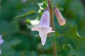 Image result for Ceratotheca triloba