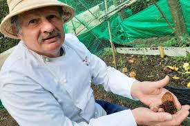 L'ancien chef du Moulin de Connelles cultive des morilles selon une  technique du XIXè siècle