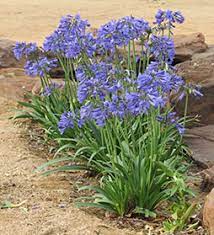 An extremely hardy plant but needs high light so, longterm, it is only suitable. South Queensland