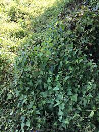 Check spelling or type a new query. This Triangle Leaf Vine Is Taking Over Any Idea Md Whatsthisplant