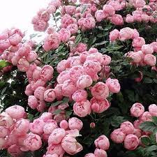 Artificial silk flowers peony pink if you have any other questions, please feel free to contact us, we are very glad to help you! Pink Peonies Bush Pretty Flowers Flower Garden Flowers