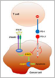 Revisiting The Pd 1 Pathway Science Advances