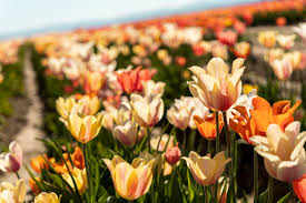 This is a great day trip for a date, a family outing or a photoshoot. 100 Bloom At The Wooden Shoe Tulip Festival Nairn Studios