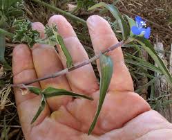 Image result for Commelina diffusa