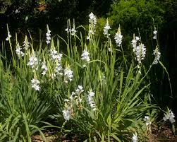 Image result for Watsonia