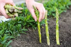 How To Grow Asparagus In A Pot In 2020 Growing Asparagus Asparagus Plant Asparagus Roots
