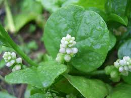 Image result for Basellaceae