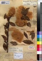 Image result for Bombax rhodognaphalon