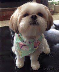 Shih Tzu Square Face Haircut Shih Tzu Hair Styles Shih Tzu Puppy Shih Tzu