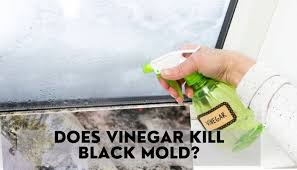 That doesn't mean that you want to share your house with the spores, however. Does Vinegar Kill Black Mold How To Use It Floor Techie