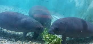 Bishop Museum Of Science And Nature Bradenton Meet The Manatees South Florida Museum South Florida Museum Manatee Science And Nature