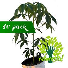 Image result for Ceiba