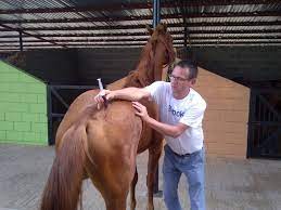 Desparasitación y vacunación de caballos. Vacuna A Tus Caballos Gustavo Mirabal Mundo Ecuestre