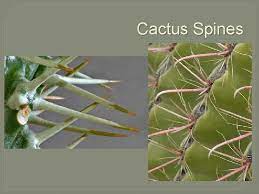 The two organs have little in common other than developing from leaf primordia. Botany Chapter 4 Plant Structure Roots Stems And