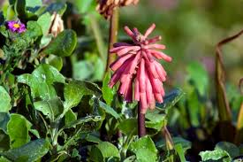 Image result for Senecio pachyrhizus