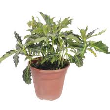 Image result for Gynura pseudochina