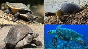 Image result for turtle