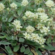 Image result for Cycnium jamesii