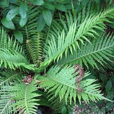 Image result for Blechnum