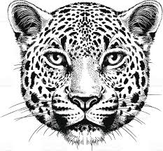 Black And White Vector Sketch Of A Leopard S Face Tatuaggi Leopardo Disegno Di Visi Giaguaro