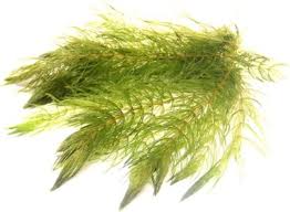 Image result for Ceratophyllum