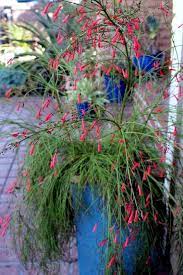 Firecracker Fern In Containers Google Search Container Plants Garden Containers Plants