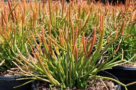 Image result for Euphorbia tirucalli