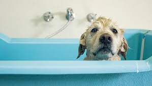 Sometimes diy dog washing is just too difficult for one or both of you. Dogs 101 Everything You Should Know About Bathing Your Dog Dogtime