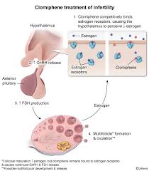 Image result for Selective Estrogen Receptor Modulator