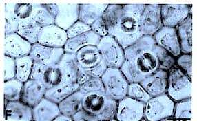 Image result for Cassinopsis tinifolia