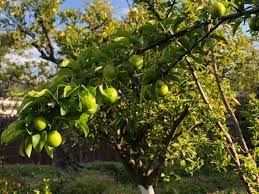 The first true greengage came from a. Persian Fruit Tree Nursery Home Facebook