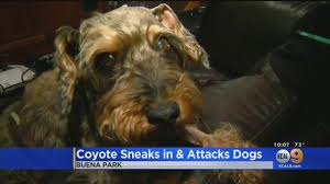 Definition of doggy (entry 2 of 2). Coyote Enters Buena Park Home Through Doggie Door Kills Dogs Youtube