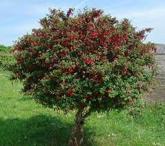 We did not find results for: Fuchsia Hedge Hedge Fuchsia Shrub Wild Flower Finder