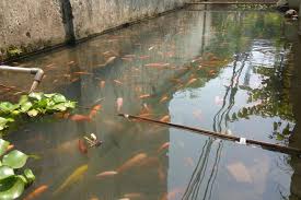 Pembenihan ikan nila bisa dilakukan secara alami dengan peralatan sederhana. Pelihara Ikan Di Selokan Jadi Cara Komunitas Ojek Daring Cegah Stres Halaman All Kompas Com