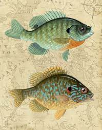 Bluegill And Pumpkinseed Sunfish With By Stoneridgeartstudios 30 00 Fish Illustration Fish Art Fish Painting